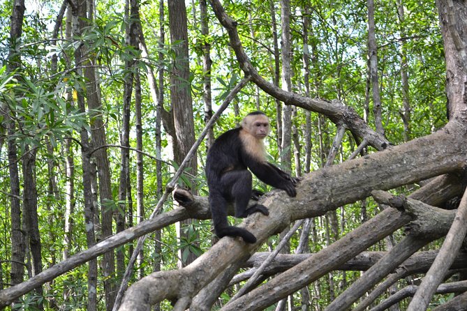 Costa Rica Mangrove Monkey Tour - Tour Overview