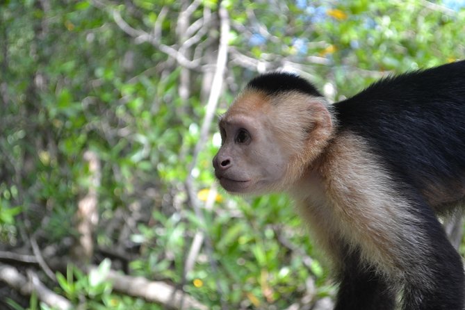 Costa Rica Mangrove Monkey Tour - Tour Overview