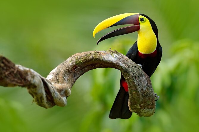 Costa Rica Package (Private) - Exploring Diverse Ecosystems
