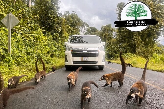 Costa Rica Private Airport Transfer - Customer Feedback
