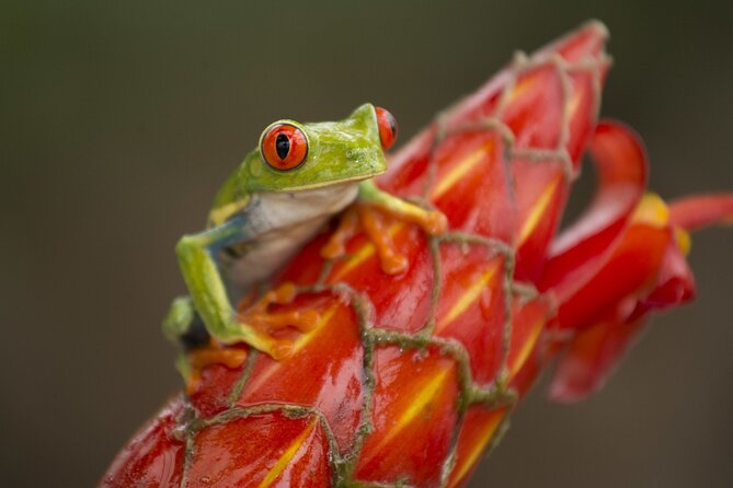 Costa Rica Pura Vida 8 Days and 7 Nights (Minimum 2 People) - Arrival and Exploration in San José