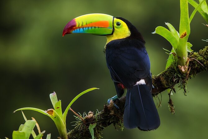 Costa Rica Pura Vida 8 Days and 7 Nights (Minimum 2 People) - Travel Requirements and Accessibility