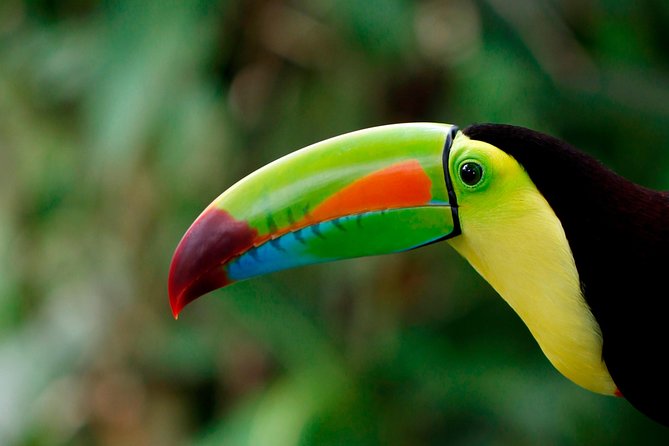 Costa Rica Sloth Tour in La Fortuna - Inclusions and Logistics