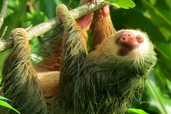 Costa Rica Sloth Tour in La Fortuna - Wildlife Sightings