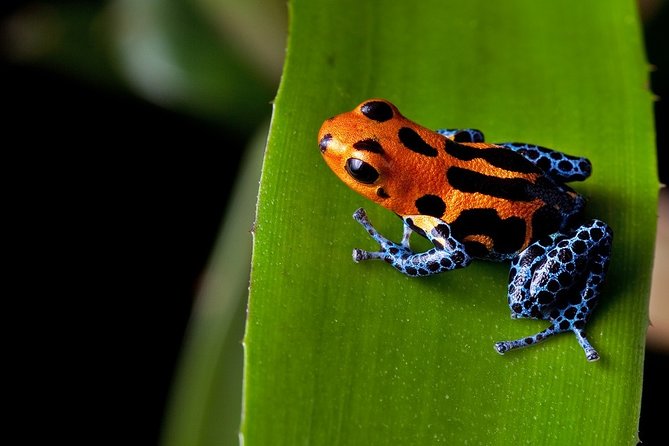Costa Rica Top Adventure 8D/7N Vacation Package - Itinerary and Activities