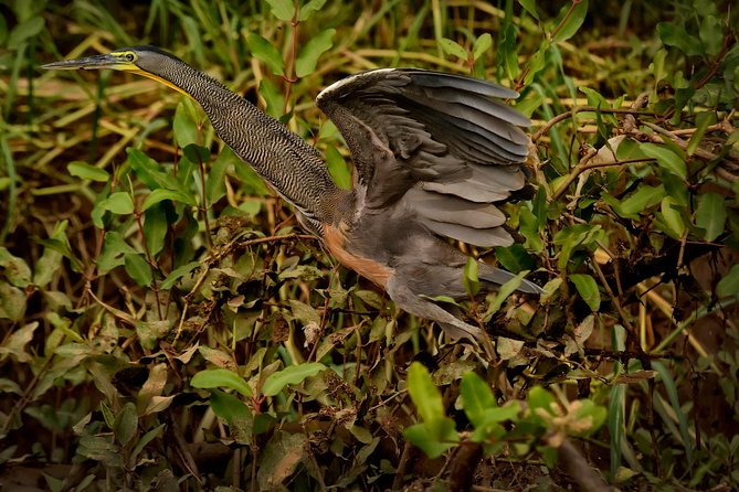 Costa Rican Wildlife: Palo Verde National Park Private Tour - Key Points