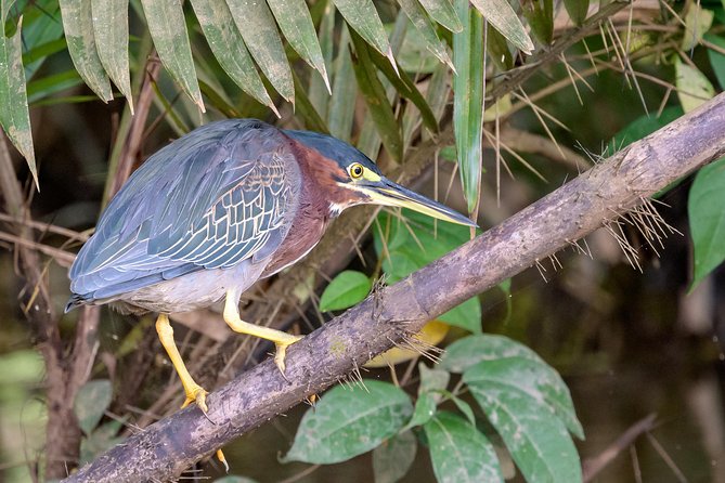 Costa Rican Wildlife: Palo Verde National Park Private Tour - Tempisque River Cruise