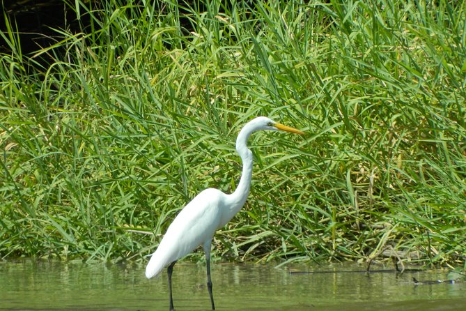 Costa Rican Wildlife: Palo Verde National Park Private Tour - Palo Verde National Park Exploration