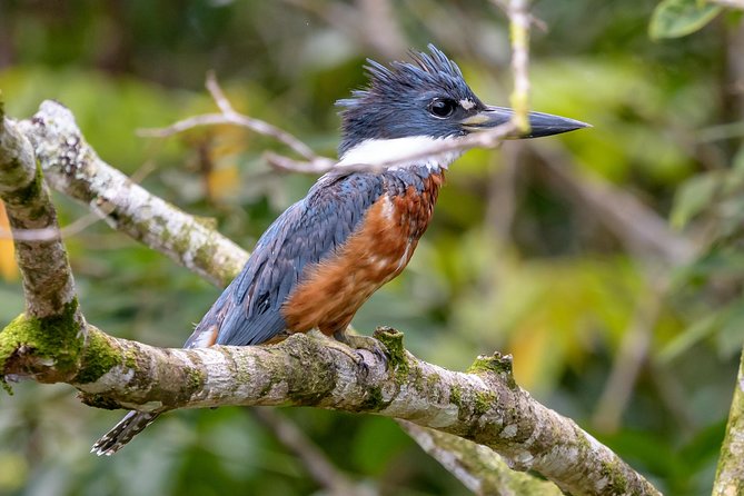 Costa Rican Wildlife: Palo Verde National Park Private Tour - Cultural Stop in Filadelfia