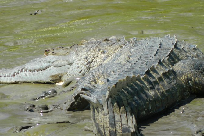 Costa Rican Wildlife: Palo Verde National Park Private Tour - Central Park and Giant Iguanas