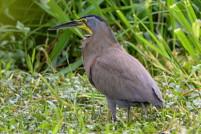Costa Rican Wildlife: Palo Verde National Park Private Tour - Positive Guest Experiences