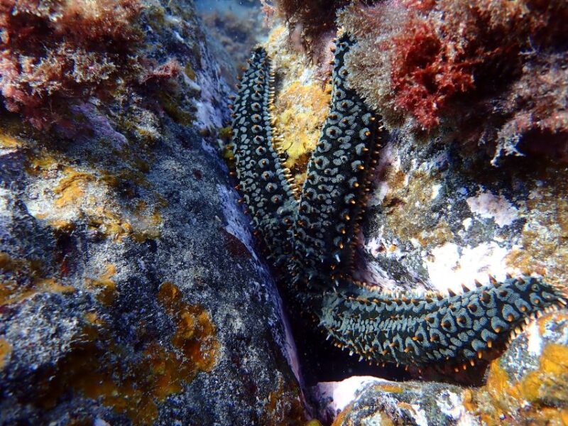 Costa Teguise: Snorkeling Tour With Instructor & Equipment - Inclusions and Equipment