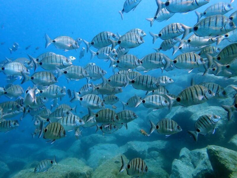 Costa Teguise: Snorkeling Tour With Instructor & Equipment - Personalized Small Group Experience