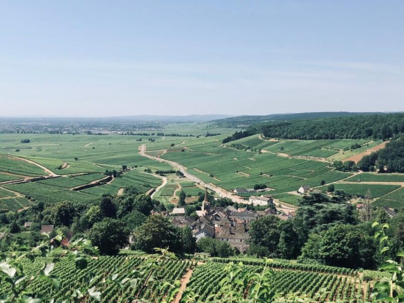 Côte De Beaune and Côte De Nuits: Private Full Day Wine Tour - Wineries Visited in Côte De Nuits
