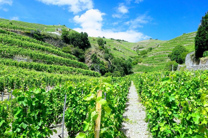 Côte Rôtie Private Tour - Tour Details