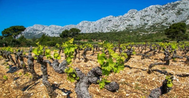 Coteaux D'aix: Ste Victoire Wine Tour & Cézanne Mill Visit - Just The Basics