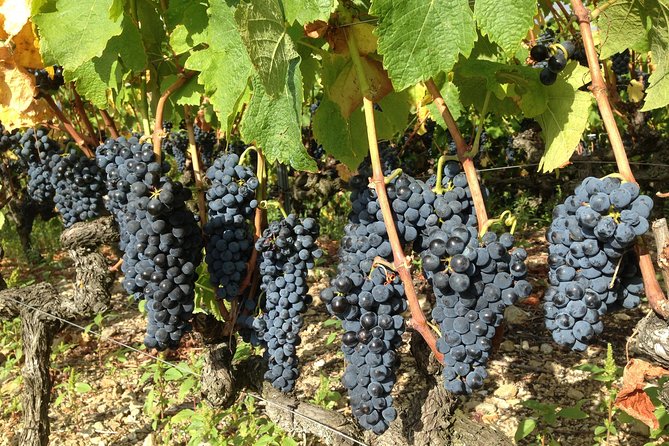 Cotes Du Rhone Wine Tour (9:00 Am to 5:15 Pm) - Small Group Tour From Lyon - Itinerary Highlights