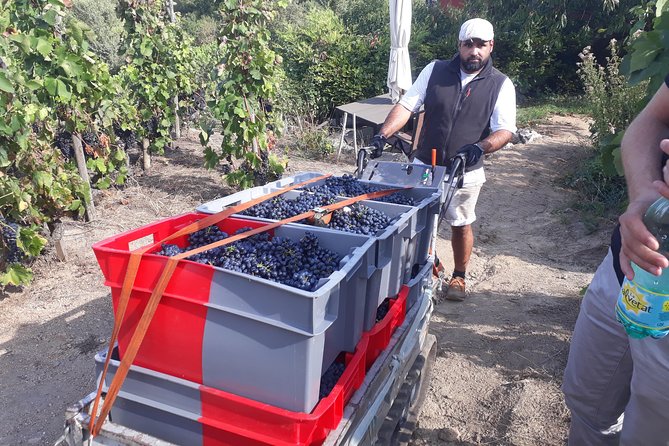 Cotes Du Rhone Wine Tour (9:00 Am to 5:15 Pm) - Small Group Tour From Lyon - Wine Tasting Experiences