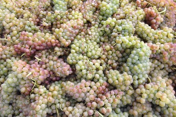 Cotes Du Rhone Wine Tour (9:00 Am to 5:15 Pm) - Small Group Tour From Lyon - Regional Grape Varietals