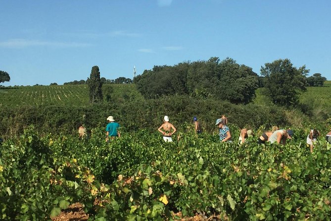 Côtes Du Rhône Wine Tour: Avignon, Palace of the Popes - The Côtes Du Rhône Region