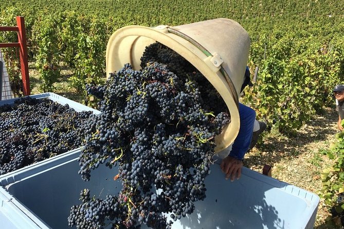 Cotes Du Rhone Wine Tour - Private Tour - Full Day From Lyon - Tour Guidance
