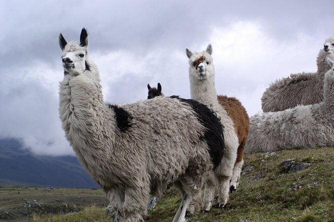 Cotopaxi Full Day Tour - All Included - Guided Hike and National Park Entrance - Tour Overview