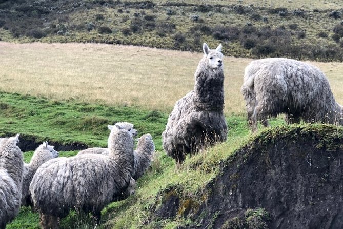 Cotopaxi Hike & Horse - Scenic Andean Landscape