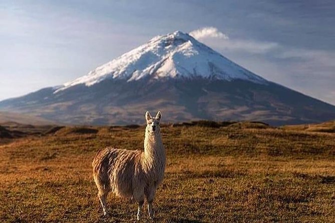 Cotopaxi National Park Tour: Hiking and Downhill Bike All Inclusive - Meeting and Pickup