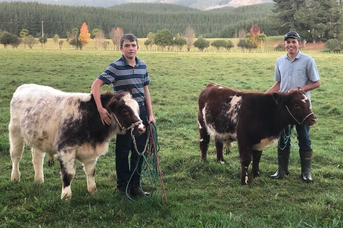 Country Experience at Mohaka River Farm - Pony Petting and Interaction