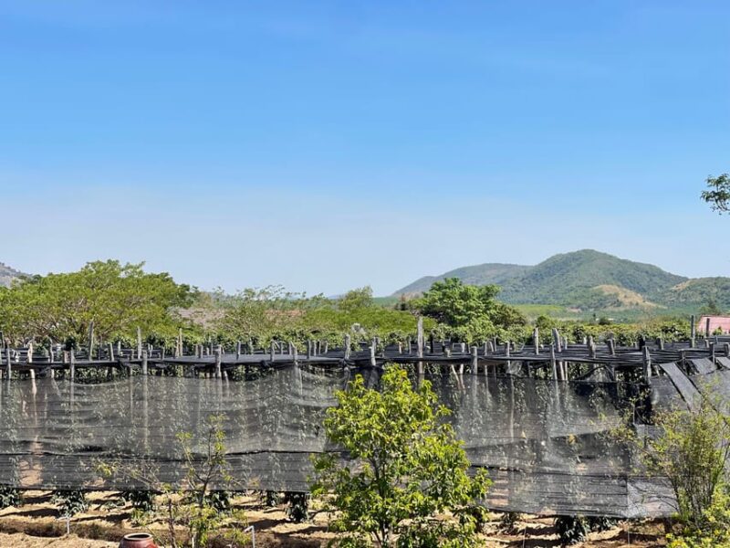 Country Side Tours( E.G.Salt Fields; Cave ;Pepper Farm; Lake - Good To Know