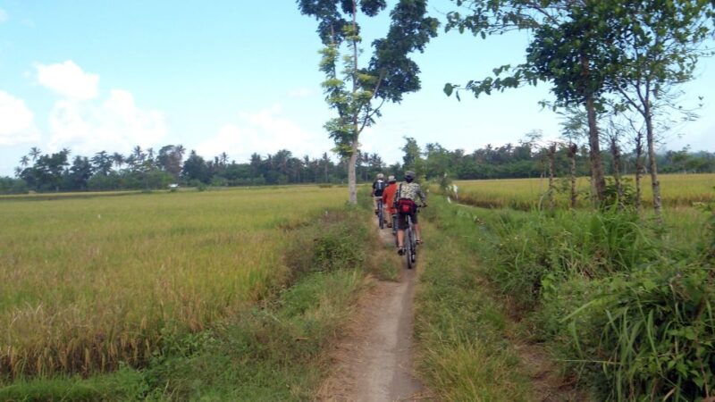 Countryside Bike Ride to Golong Village and Lingsar Temple - Key Points