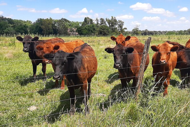 Countryside Escape: Horseback Riding Experience in Carlos Keen - Recap