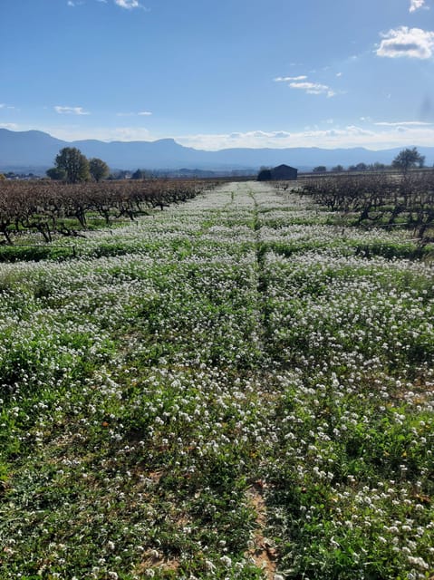 Countryside Immersion With Horseback Ride in Sainte Victoire - Indulging in Local Cuisine and Wine