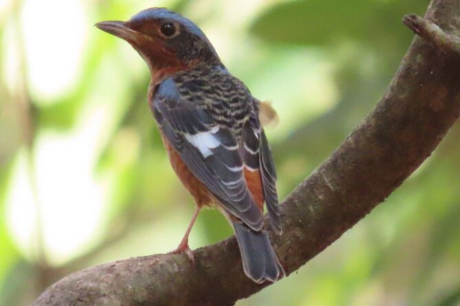 Countryside & Kirirom National Park Birds Tour - Key Points
