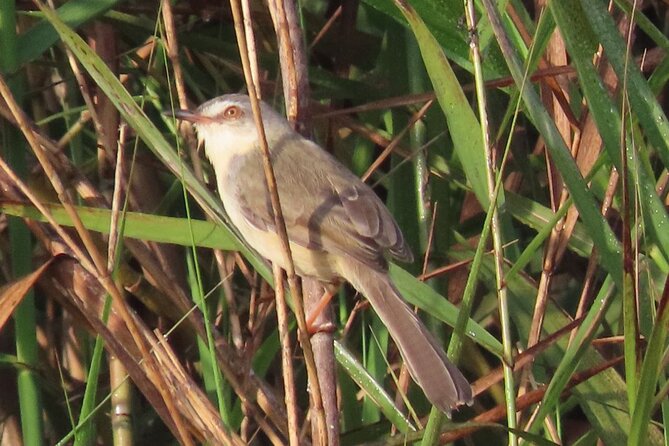Countryside & Kirirom National Park Birds Tour - Habitats Covered