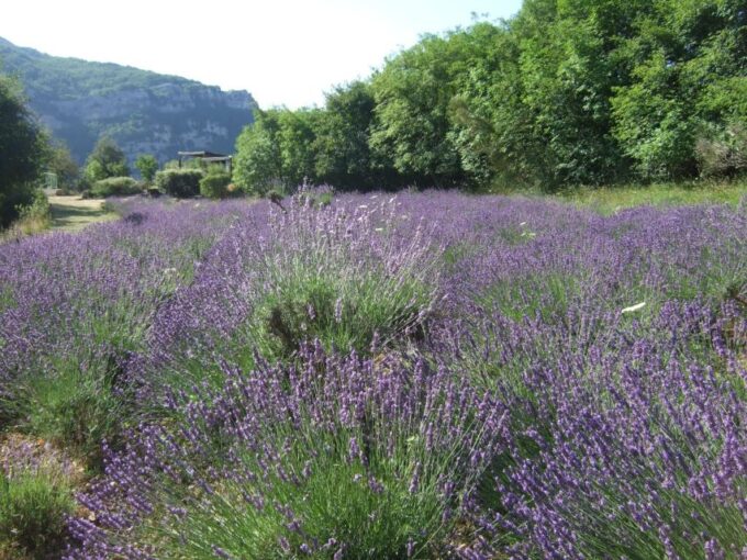 Countryside, Medieval Village and Lake Private Guided Tour - Visit Grasse, the Perfume Capital