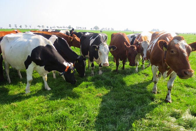 Countryside of Amsterdam Private Tour - Transportation and Accessibility