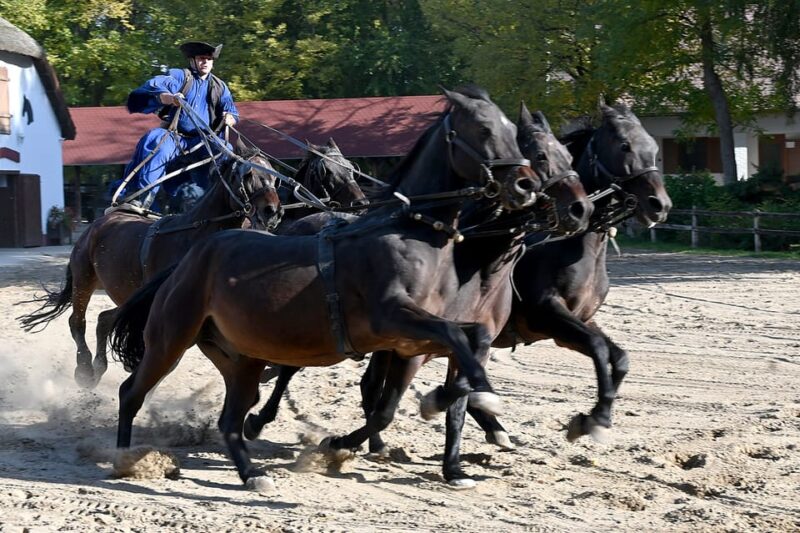 Countryside Ranch, Horse Show & Lunch - Itinerary and Activities