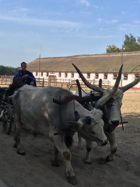 Countryside Ranch, Horse Show & Lunch - Highlights and Experience