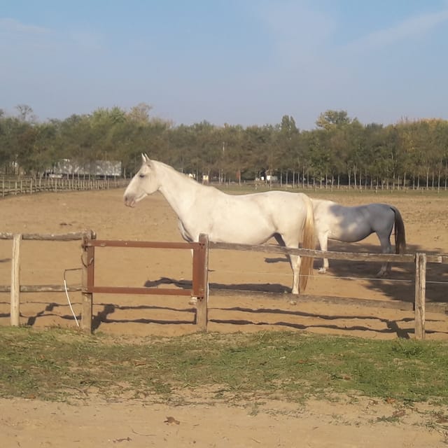 Countryside Ranch, Horse Show & Lunch - Transportation and Location