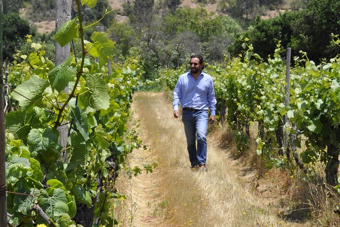 Countryside Tour Through Maipo Valley - Traditional Chicha Tasting