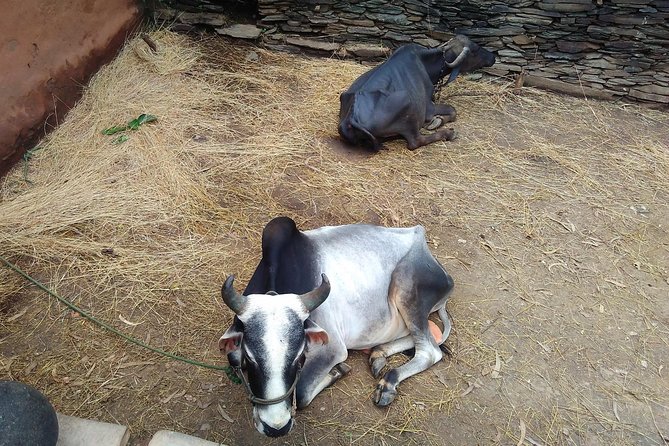 Countryside Village Tour- an Authentic Village Visit - Convenience and Flexibility of the Tour