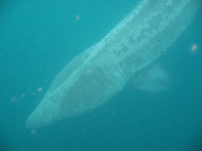 County Cork: Whale & Dolphin Watching Boat Trip - Key Points