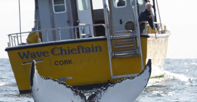 County Cork: Whale & Dolphin Watching Boat Trip - Wildlife and Experience