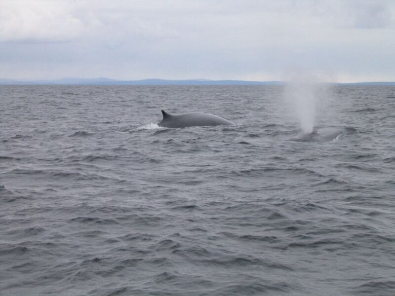 County Cork: Whale & Dolphin Watching Boat Trip - Participant Information