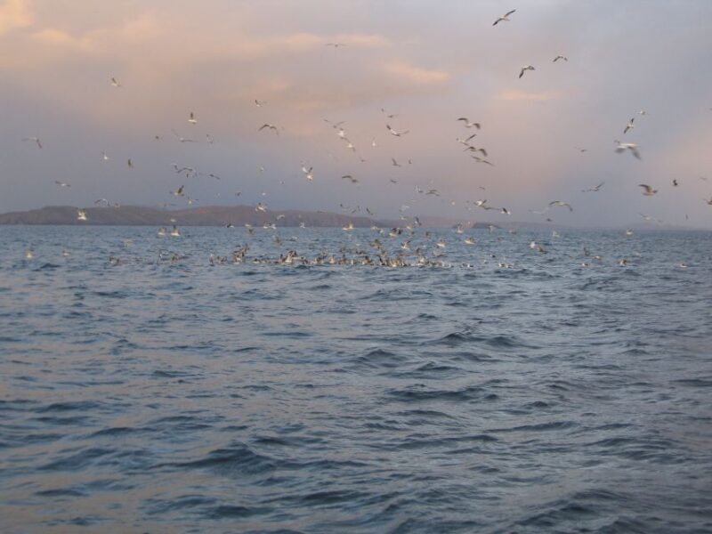 County Cork: Whale & Dolphin Watching Boat Trip - What to Bring