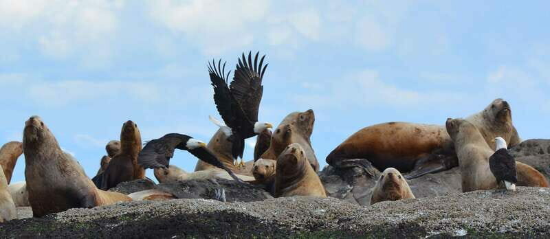 Cowichan Bay: Half-Day Whale & Wildlife Adventure - An Authentic Look at the Cowichan Bay Whale & Wildlife Tour