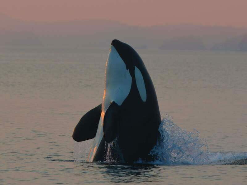 Cowichan Bay: Half-Day Whale & Wildlife Adventure - Who Will Love This Tour?