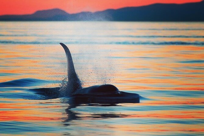 Cowichan Bay Half Day Whale & Wildlife Adventure - Exclusions and Additional Costs