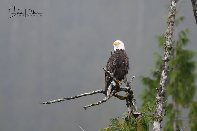 Cowichan Bay Half Day Whale & Wildlife Adventure - Tour Details and Policies